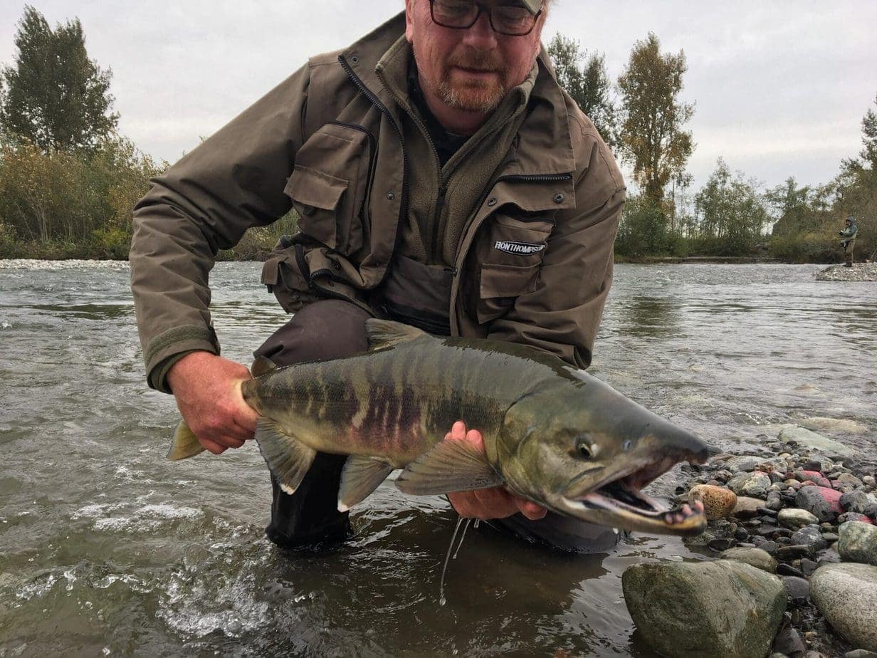 %Fiskerejser efter Laks, ørred og stør% Fiskerejser - Claus med Chum i Chilliwack